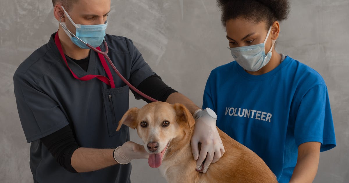 How to Become a Veterinarian 2024